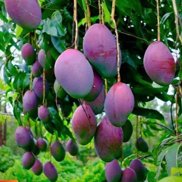 Mangoes growing on a fruiting tree
