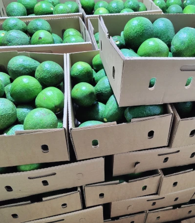 Fresh avocados packed in export cartons