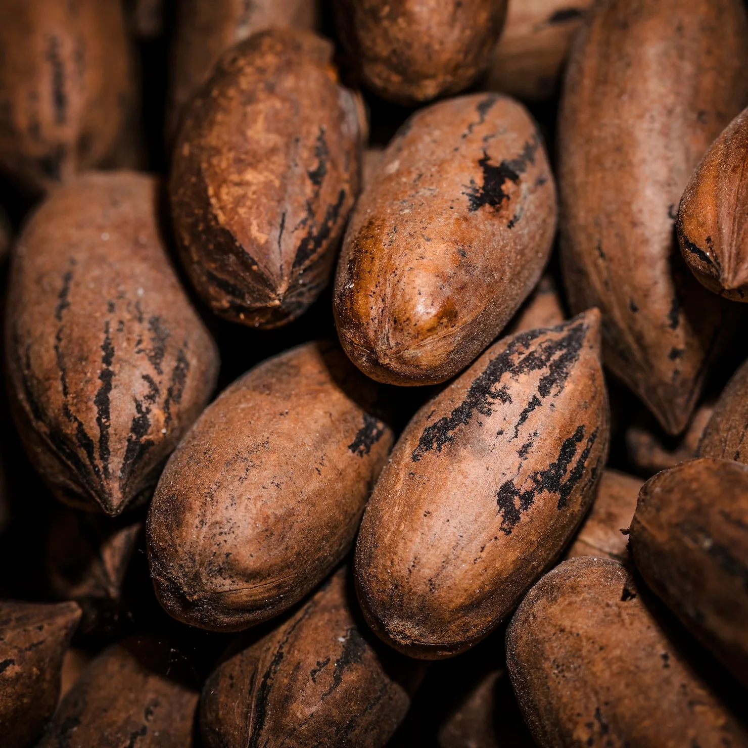 Whole cocoa beans