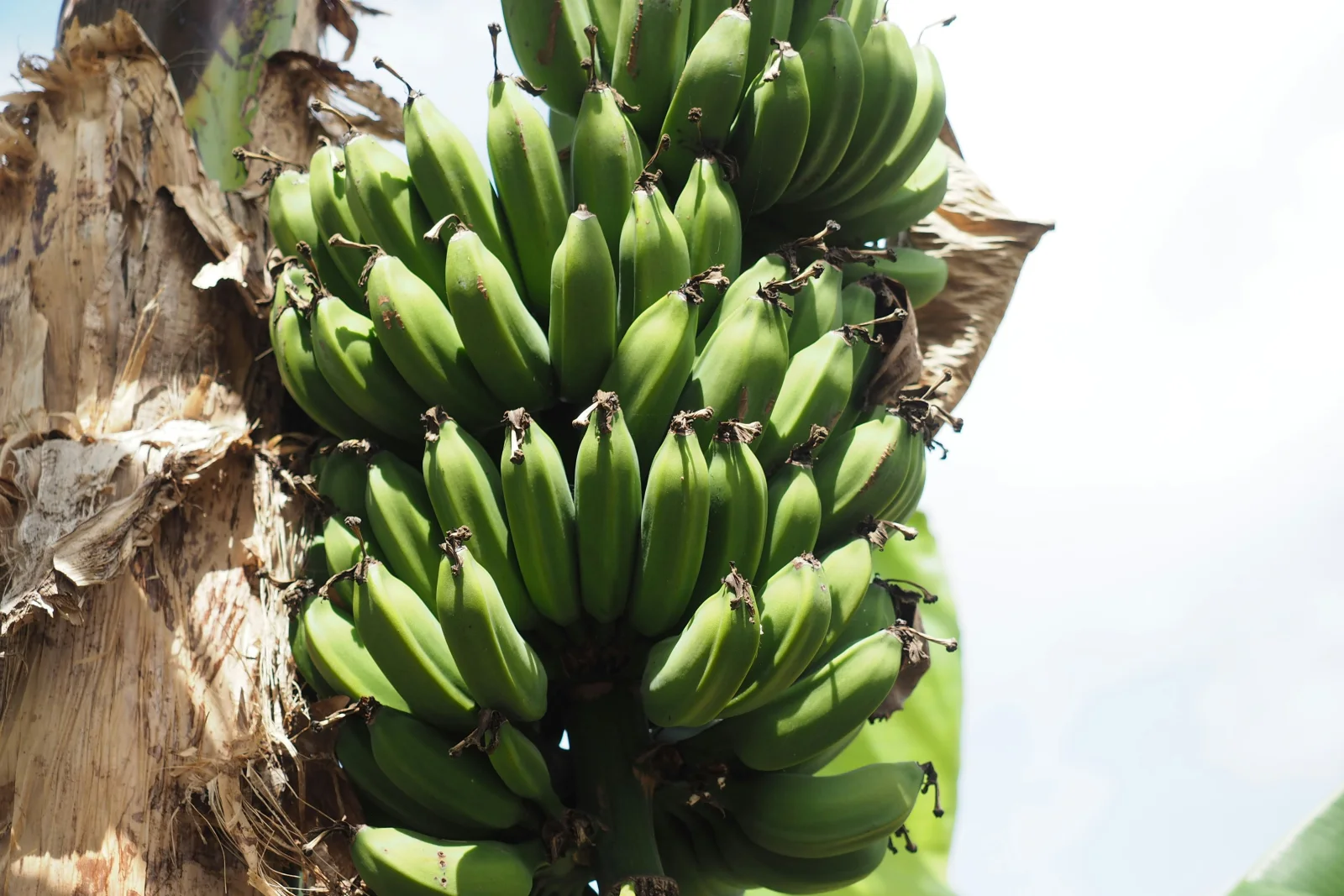 Fresh green bananas growing on the plant