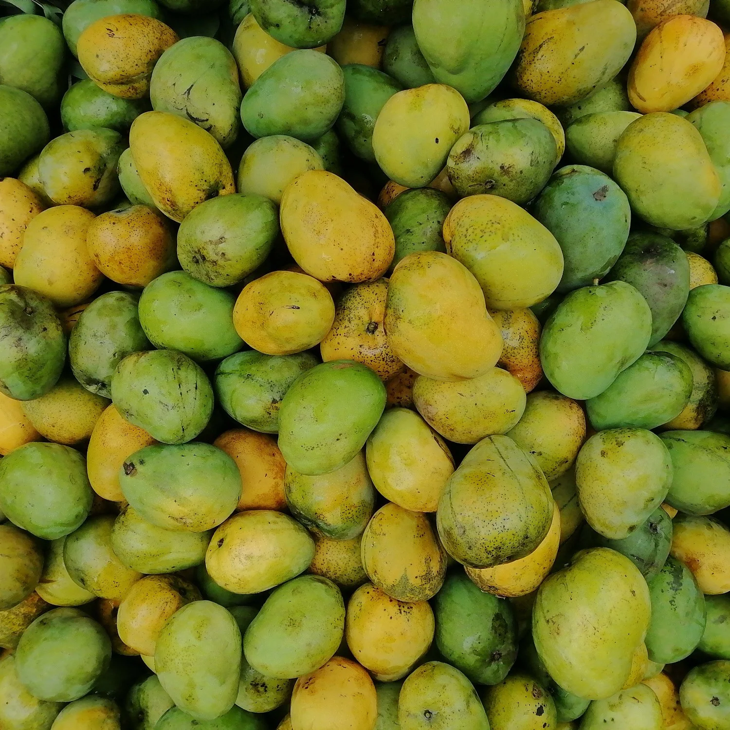 Fresh green and ripe mangoes