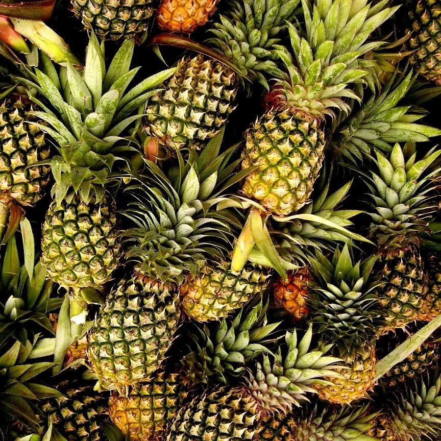 Fresh pineapples ready for market