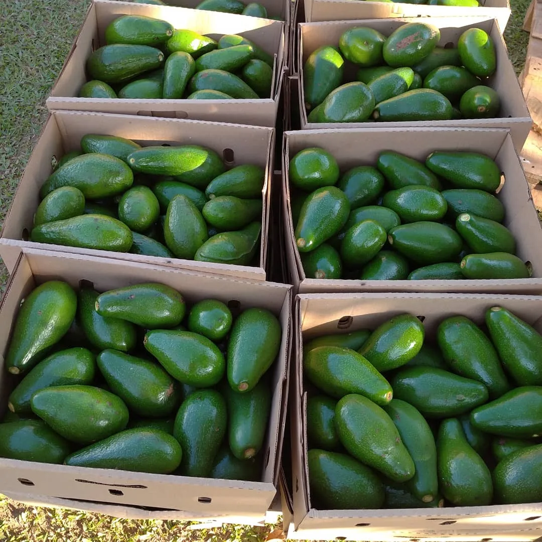 Fresh avocados packed in export cartons