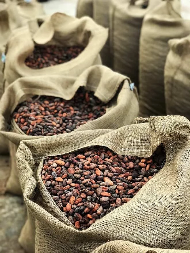 Cocoa beans stored in open hessian sacks