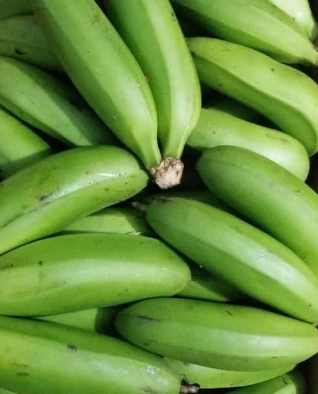 Fresh green plantain