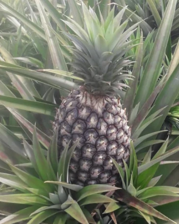 A pineapple growing in the field