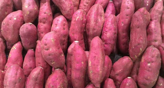 Freshly harvested purple sweet potatoes