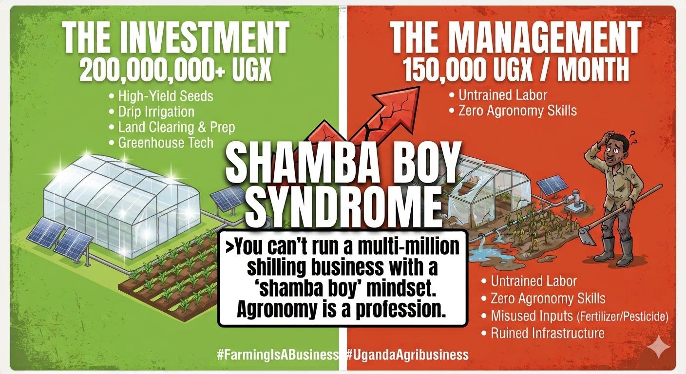 Shamba boy syndrome